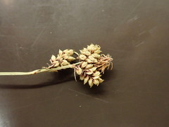 Carex raynoldsii