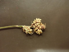 Carex raynoldsii