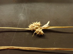 Carex viridula viridula