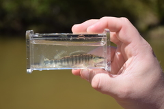 Percina nigrofasciata