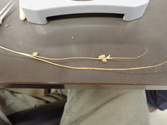 Carex viridula viridula