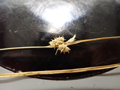 Carex viridula viridula