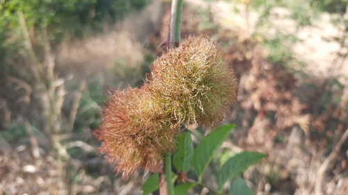 Mossy Rose Gall Wasp