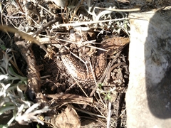 Plestiodon obsoletus