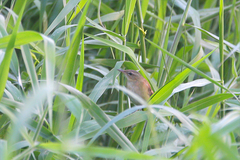 Helopsaltes certhiola