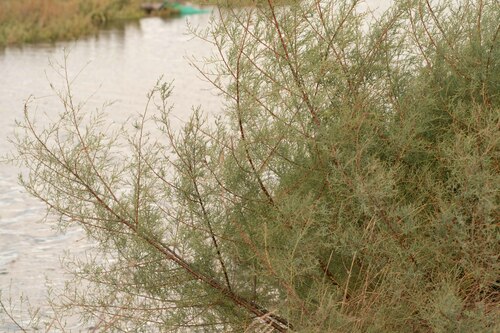 Tamarix dalmatica, photograph 1
