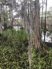 Tillandsia usneoides