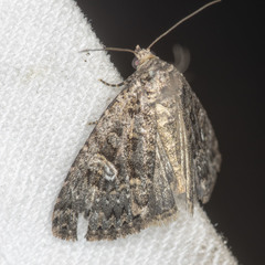 Condica macrosema