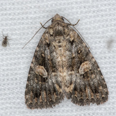 Condica macrosema