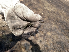 Plestiodon obsoletus