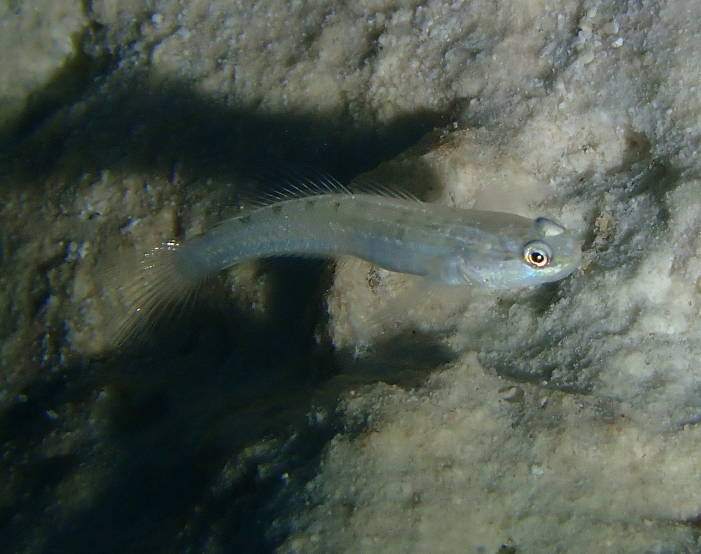 False Sleeper-goby