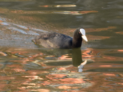 Fulica atra
