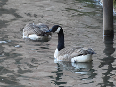 Branta canadensis