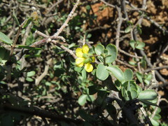 Roepera lichtensteiniana