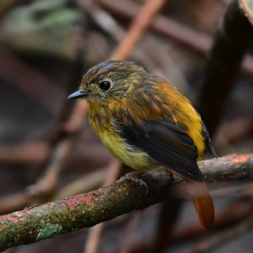 Black-and-orange Flycatcher (Ficedula nigrorufa), photo 4