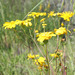 California Ragwort - Photo (c) Diane Etchison, some rights reserved (CC BY-NC)