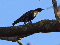 Sturnus vulgaris