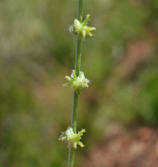 Harpagonella palmeri