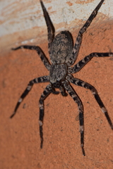 Selenops malinalxochitl