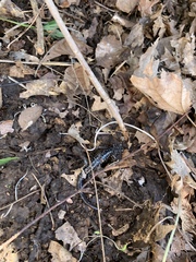 Plethodon glutinosus