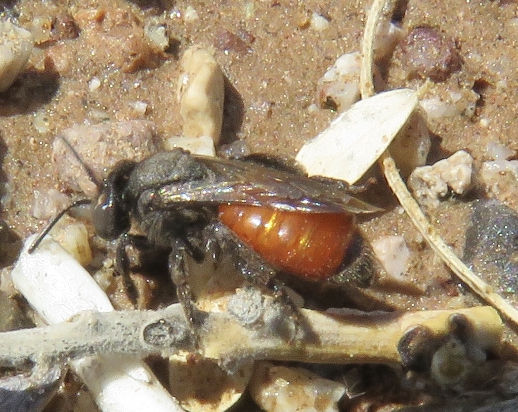 Rhaphandrena