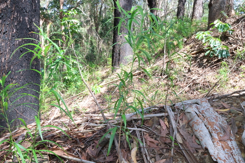 Image of Daviesia arborea by (c) Greg Tasney, some rights reserved (CC BY-SA)