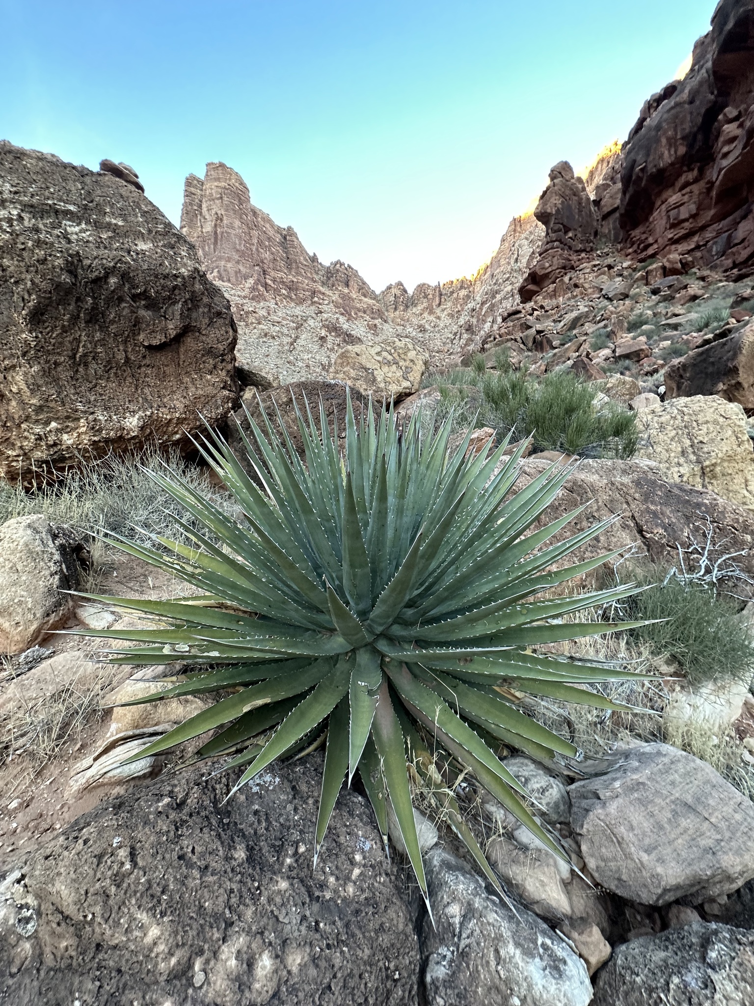 Agave utahensis