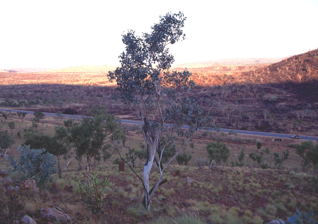 Eucalyptus ordiana Dunlop & Done