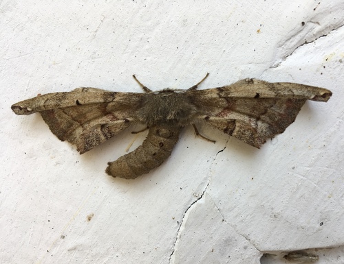 Phiditiidae