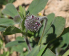 Trifolium albopurpureum