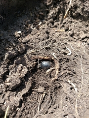 Pasimachus elongatus