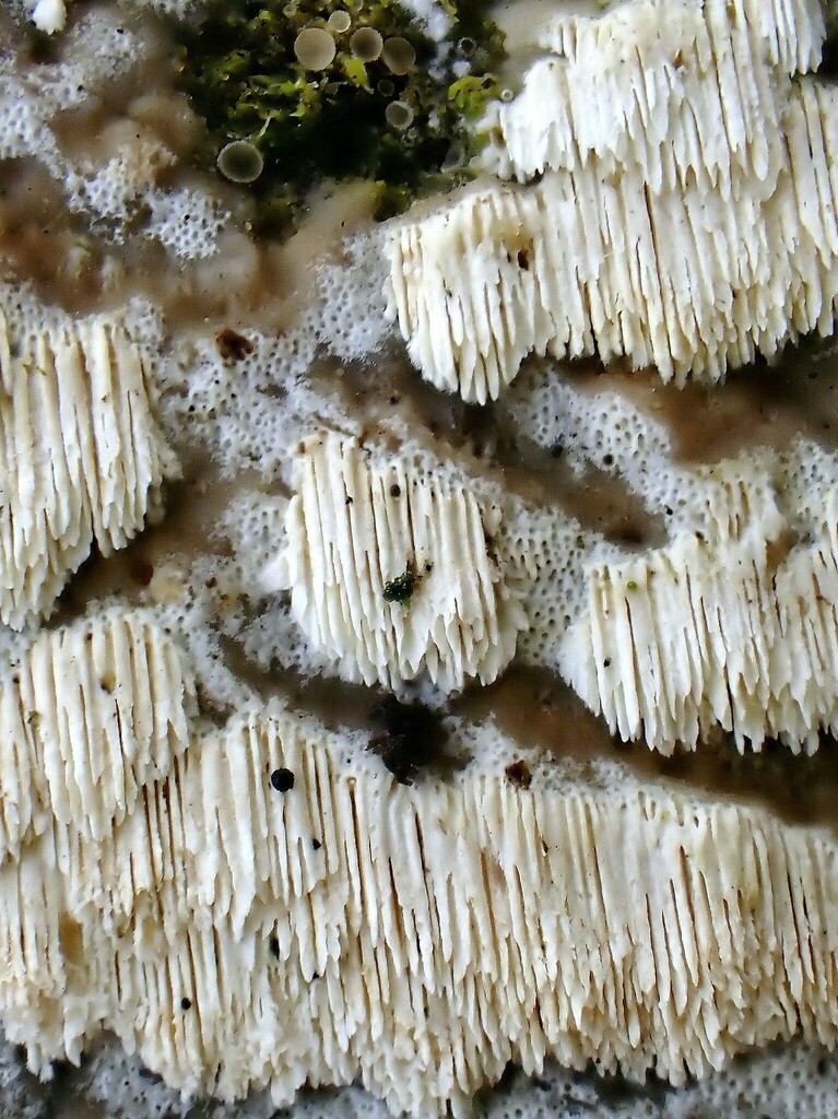 Rigidoporus obducens