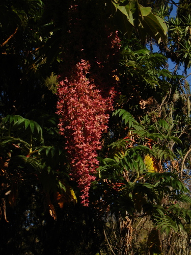 Hagenia abyssinica image