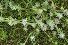 Eryngium vesiculosum
