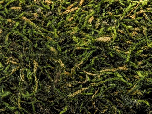 Lescuraea saxicola observed 2023-07-17