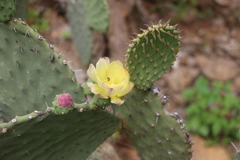 Opuntia excelsa