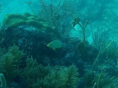 Hypoplectrus unicolor