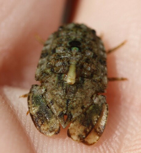 Parisocladus stimpsoni