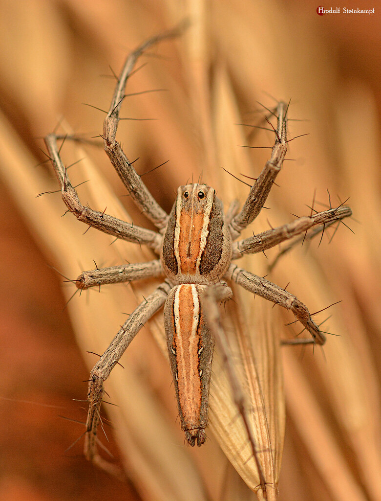 Jackson's Long Bodied Lynx Spider
