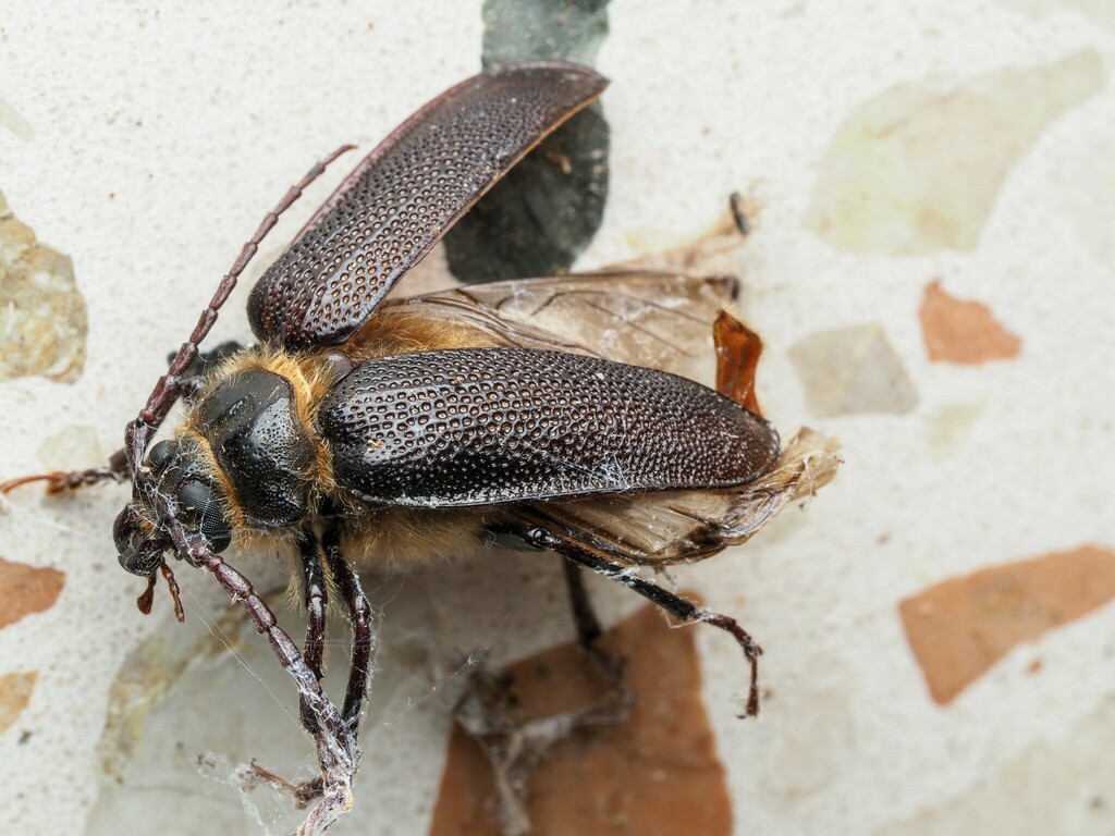 Sceleocantha gracilis