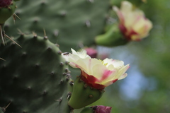 Opuntia excelsa