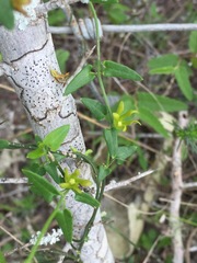 Matelea sagittifolia