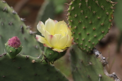 Opuntia excelsa