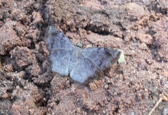 Antigonus erosus
