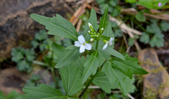 Cardamine angulata