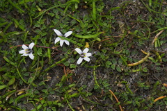 Lobelia perpusilla