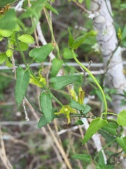 Matelea sagittifolia