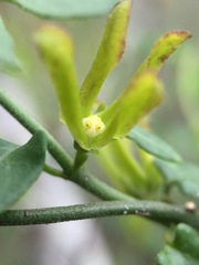 Matelea sagittifolia