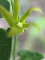 Matelea sagittifolia