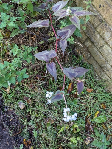 Image of Persicaria microcephala by no rights reserved
